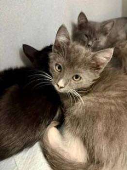 Romeo -  Domestic Short Hair Cat for Adoption in Winter Haven, Florida - Romeo | PetCurious