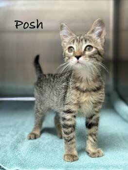 Posh -  Domestic Short Hair Cat for Adoption in Pawleys Island, South Carolina - Posh | PetCurious