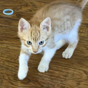 Bart Simpson -  Domestic Short Hair Cat for Adoption in Pendleton, Oregon - Bart Simpson | PetCurious