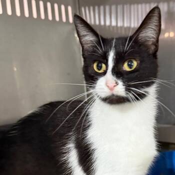 CHANEL -  Domestic Short Hair Cat for Adoption in Gresham, Wisconsin - CHANEL | PetCurious