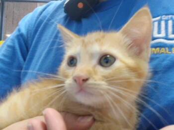 DARTY -  Domestic Long Hair Cat for Adoption in Tulsa, Oklahoma - DARTY | PetCurious