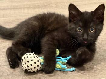 Natalie -  Domestic Short Hair Cat for Adoption in Powell, Ohio - Natalie | PetCurious