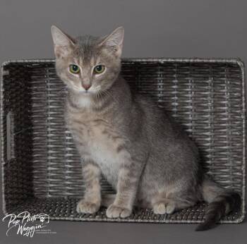 David -  Domestic Short Hair Cat for Adoption in Valley Park, Oklahoma - David | PetCurious