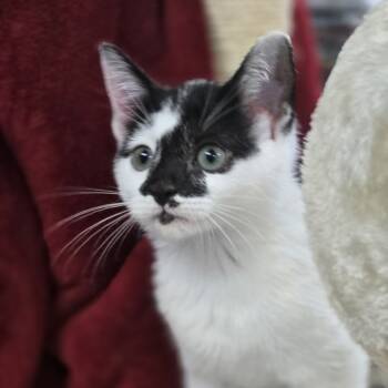 Rescue Domestic Short Hair Cats for Adoption in Lexington, South Carolina - Venus | PetCurious