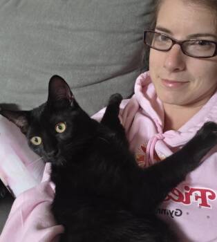 Peter Ferguson -  Domestic Short Hair Cat for Adoption in Morrison, Colorado - Peter Ferguson | PetCurious