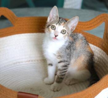 SS Baby Ruth -  Calico Cat for Adoption in Homestead, Florida - SS Baby Ruth | PetCurious