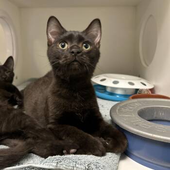 Tuesday & Wednesday (Bonded) -  Domestic Short Hair Cat for Adoption in La Grange Park, Illinois - Tuesday & Wednesday (Bonded) | PetCurious