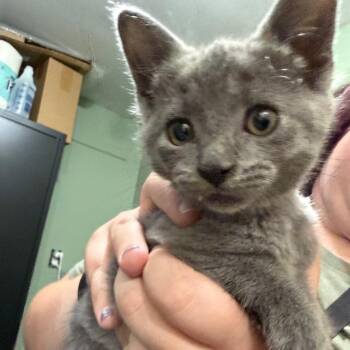 Gracie_2 -  Russian Blue and Domestic Short Hair Cat for Adoption in Ferndale, Washington - Gracie_2 | PetCurious