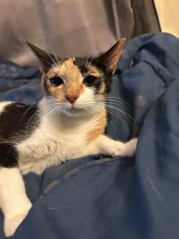 Domestic Short Hair Cats Available for Adoption in Parma Heights, Ohio - Pumpkin  | PetCurious