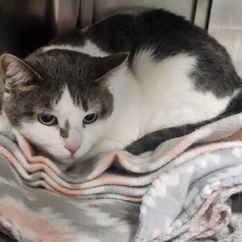 Domestic Short Hair Cats Available for Adoption in Baraboo, Wisconsin - Monica | PetCurious