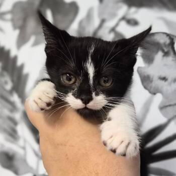 Domestic Medium Hair Cats Available for Adoption in Wahiawa, Hawaii - Toadette | PetCurious