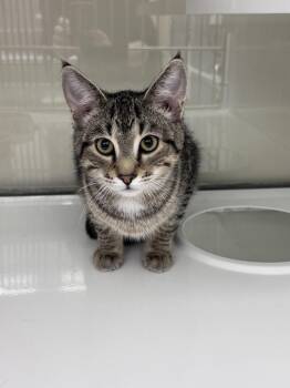 Domestic Short Hair Cats Available for Adoption in Saint Paul, Minnesota - Turtle | PetCurious