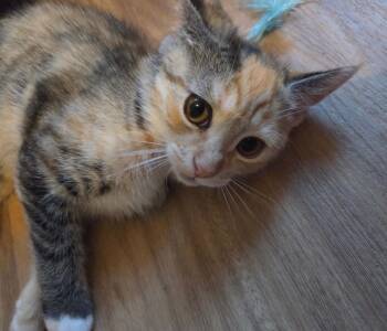 Skittles -  Domestic Short Hair Cat for Adoption in Gorham, Maine - Skittles | PetCurious