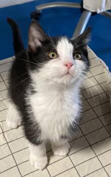 Latke -  Domestic Short Hair Cat for Adoption in Lemoyne, Pennsylvania - Latke | PetCurious