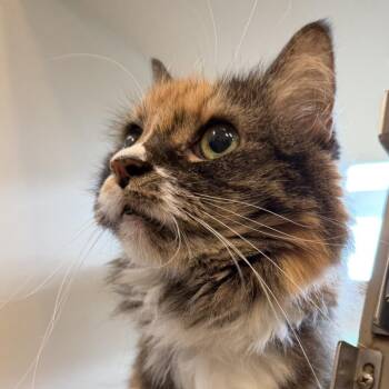 Princess -  Domestic Medium Hair Cat for Adoption in Gloucester, Virginia - Princess | PetCurious