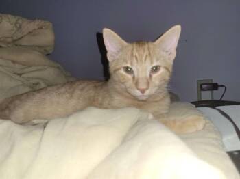 Domestic Short Hair Cats Available for Adoption - COLBY | PetCurious