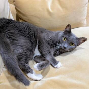 Stormy -  Domestic Short Hair Cat for Adoption in Las Vegas, Nevada - Stormy | PetCurious
