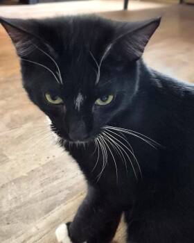 SUBASTION -  Domestic Short Hair Cat for Adoption in Northfield, Ohio - SUBASTION | PetCurious