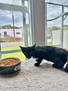 Lenovo -  Domestic Short Hair Cat for Adoption in Paducah, Kentucky - Lenovo | PetCurious
