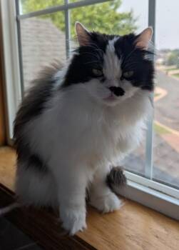 MARIAH -  Domestic Long Hair Cat for Adoption in Kenosha, Wisconsin - MARIAH | PetCurious