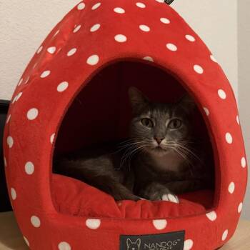Josefina MG -  Domestic Short Hair Cat for Adoption in Austin, Texas - Josefina MG | PetCurious