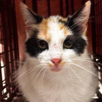 Domestic Short Hair Cats Available for Adoption in Bristol, Indiana - Hattie: Working Cat, Adoption Fee Waived! | PetCurious