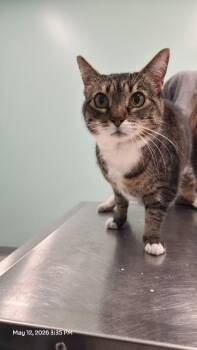 Domestic Short Hair Cats Available for Adoption in Athens, Tennessee - Bells | PetCurious