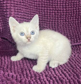 Josie -  Siamese and Snowshoe Cat Available for Adoption in Hammond, Louisiana - Josie | PetCurious