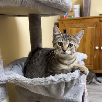 Hazel (Oakgrand Kitten 3 -  Domestic Short Hair Cat for Adoption in Westport, Connecticut - Hazel (Oakgrand Kitten 3 | PetCurious