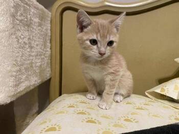 Domestic Short Hair Cats Available for Adoption in Statesboro, Georgia - Quik Trip | PetCurious