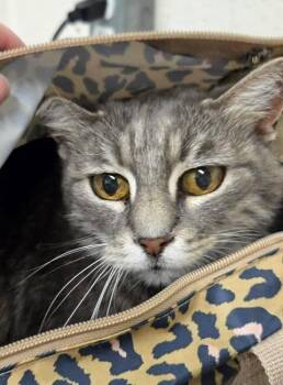 Finnia -  Domestic Medium Hair Cat for Adoption in Fruit Heights, Utah - Finnia | PetCurious