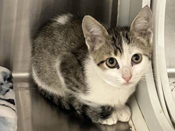 Rescue Domestic Short Hair Cats for Adoption in Tustin, California - GREGOR | PetCurious