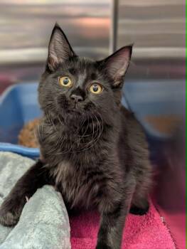 Chardonnay -  Domestic Medium Hair Cat for Adoption in Chambersburg, Pennsylvania - Chardonnay | PetCurious