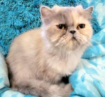 Persian Cats Available for Adoption in Powder Springs, Georgia - SKYE | PetCurious