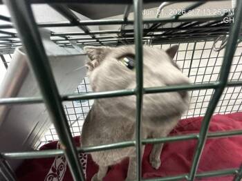 A384512 -  Domestic Short Hair Cat for Adoption in Ocala, Florida - A384512 | PetCurious