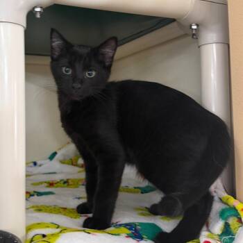 Catticus -  Domestic Short Hair Cat Available for Adoption in Spanish Fork, Utah - Catticus | PetCurious