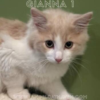Gianna 1 -  Domestic Medium Hair Cat for Adoption in Plainville, Massachusetts - Gianna 1 | PetCurious