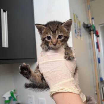 Shoe String (26-2B-2) -  Domestic Short Hair Cat for Adoption in Rifle, Colorado - Shoe String (26-2B-2) | PetCurious