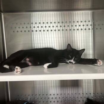 Charli -  Domestic Short Hair Cat for Adoption in Clavet, Saskatchewan - Charli | PetCurious