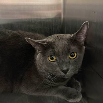Eeyore -  Domestic Short Hair Cat for Adoption in Las Vegas, Nevada - Eeyore | PetCurious
