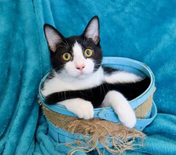 Tuxedo Cats Available for Adoption - Oreo | PetCurious