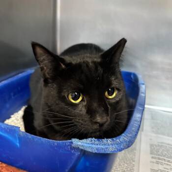 Domestic Short Hair Cats Available for Adoption in Newport, North Carolina - Murphy | PetCurious