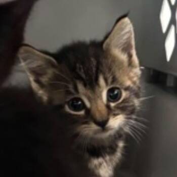 Pastel -  Domestic Short Hair Cat for Adoption in New York, New York - Pastel | PetCurious
