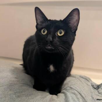 Dennis -  Domestic Short Hair Cat for Adoption in Sunnyvale, California - Dennis | PetCurious