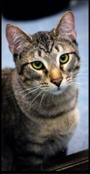 Alvin -  Domestic Short Hair Cat Available for Adoption in Sapulpa, Oklahoma - Alvin | PetCurious
