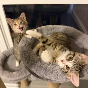 Coconut -  Domestic Short Hair Cat for Adoption in Fishers, Indiana - Coconut | PetCurious
