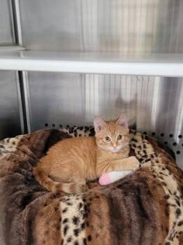 Kermit -  Domestic Short Hair Cat for Adoption in Fergus Falls, Minnesota - Kermit | PetCurious