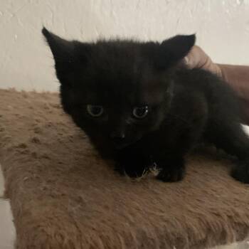 Ash Estep -  Domestic Short Hair Cat for Adoption in Woodstock, Virginia - Ash Estep | PetCurious