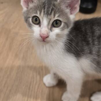 Kal -  Tabby Cat Available for Adoption in Lawrenceville, Georgia - Kal | PetCurious
