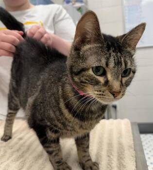 CORDELIA SPRINKLES -  Domestic Short Hair Cat for Adoption in Peoria, Illinois - CORDELIA SPRINKLES | PetCurious